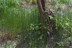 Equisetum ramosissimum